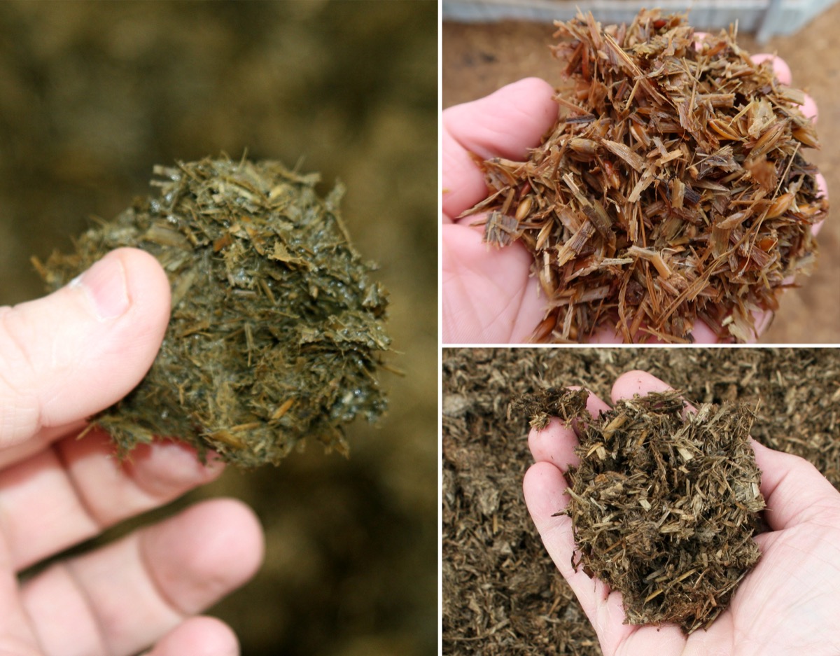 Various types of solid digestate fibre separated after AD processing - whole crop oats and manure digestate feedstock