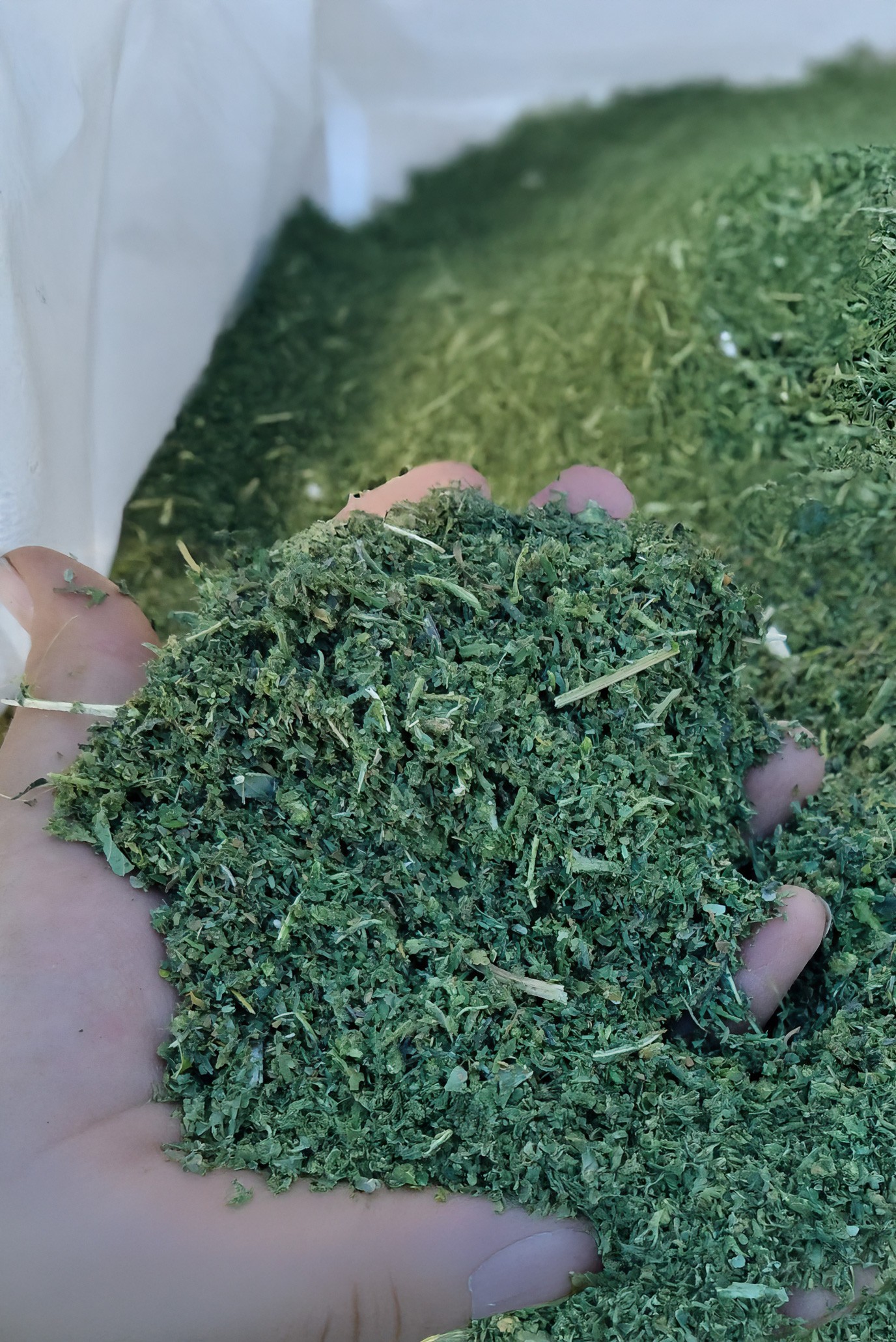 Séchage de chanvre haché avec le FlowDrya