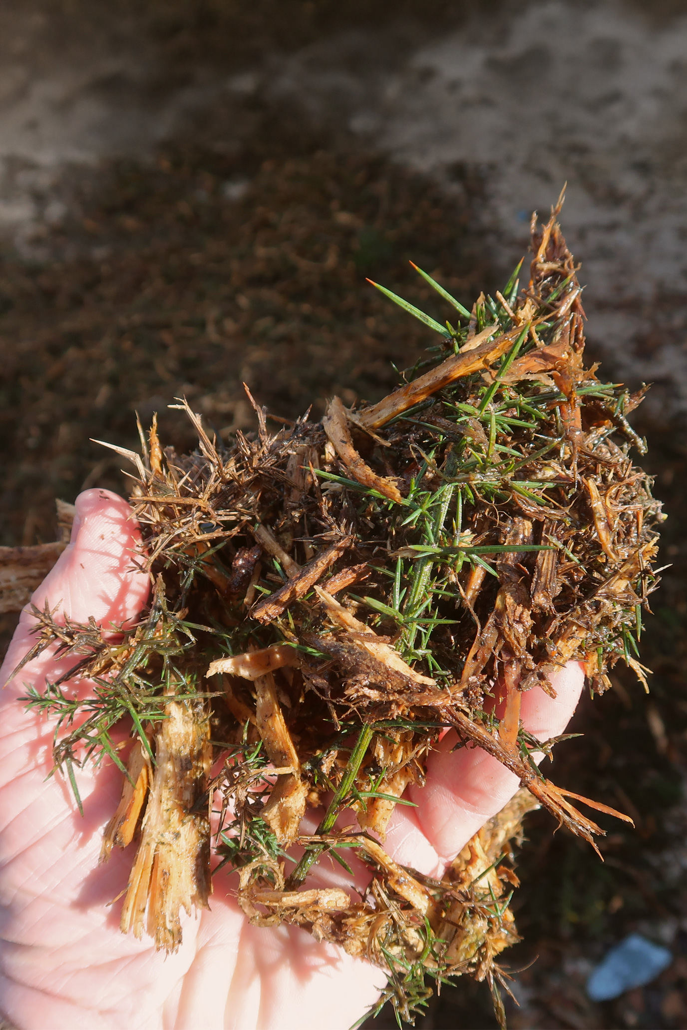 Séchage de biomasse d'ajonc avec le FlowDrya