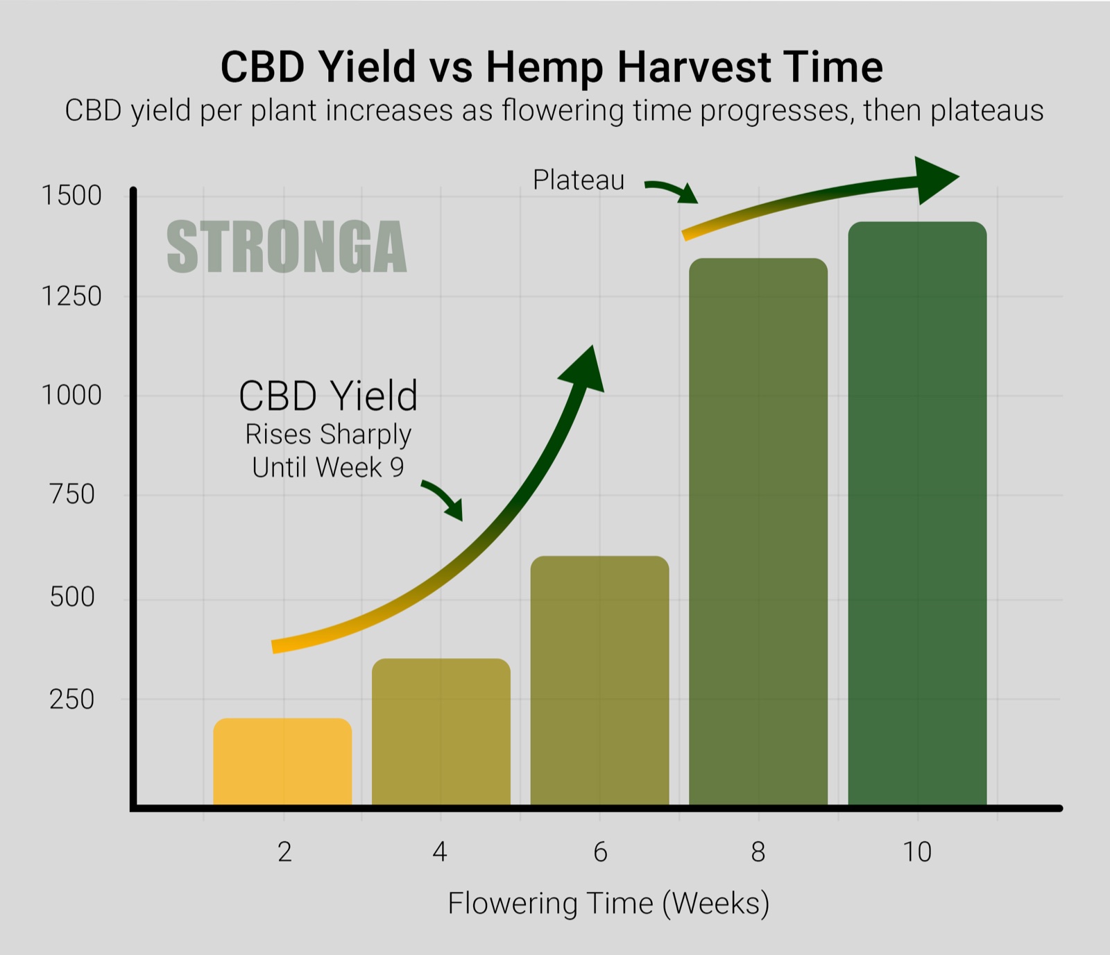 CBD-Ertrag vs. Hanf-Erntezeitpunkt - CBD-Ertrag pro Pflanze steigt mit fortschreitender Blütezeit und erreicht in etwa Woche 9 ein Plateau