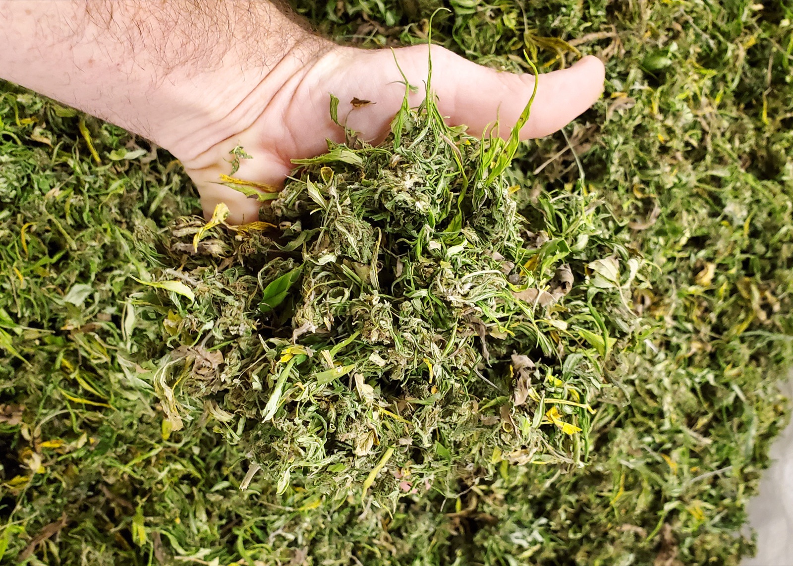 Hanf unter optimalen Bedingungen geerntet, bevor er in der FlowDrya getrocknet wird