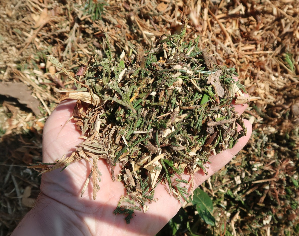Drying Arb Chip