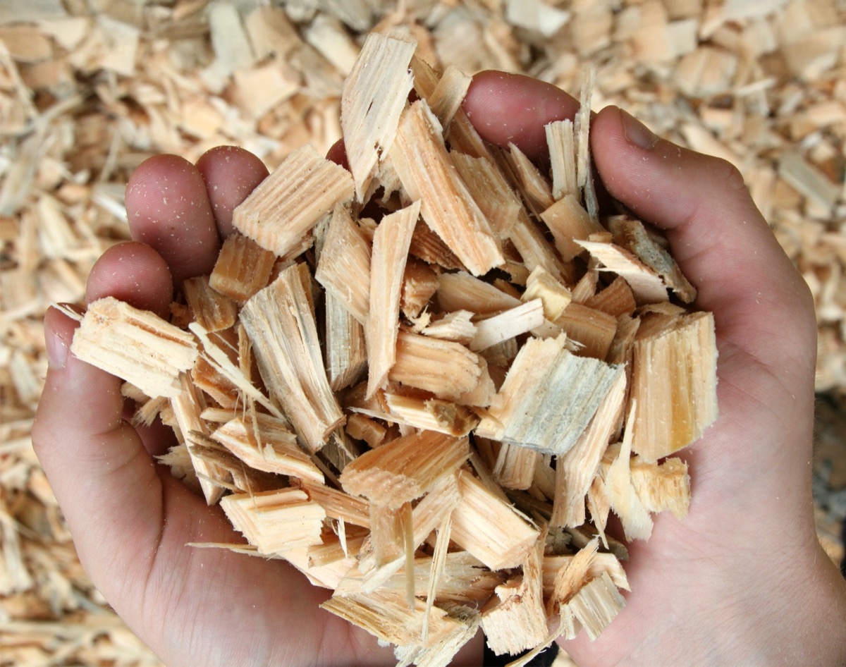 Drying Softwood Uniform Chip Size